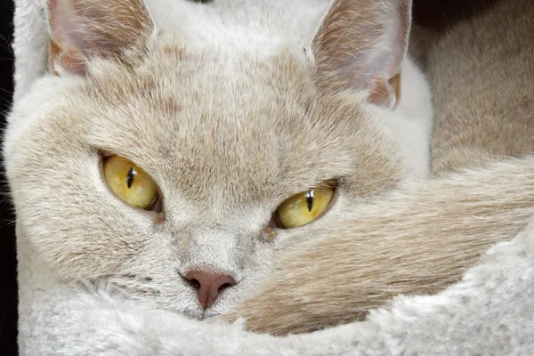 Lilac british shorthair portrait — Stock Photo, Image