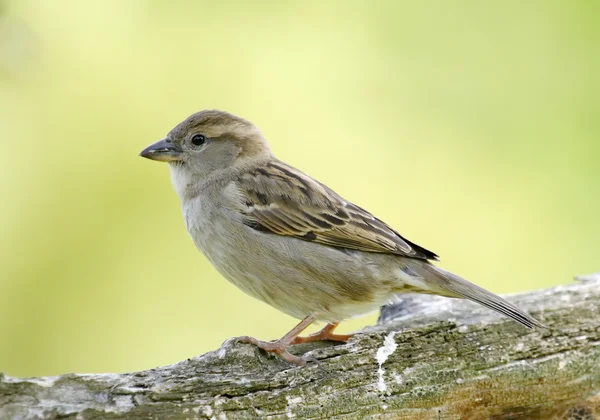 Vrouwelijke sparrow — Stockfoto