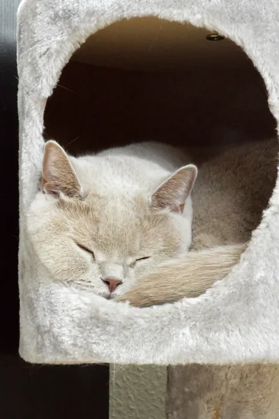 丁香英国短毛猫睡觉 — 图库照片