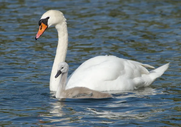 Kuğu ve bebek — Stok fotoğraf