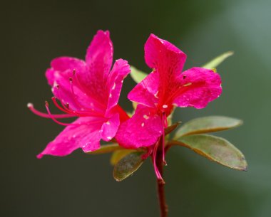 Yama tsutsuji, japanese azalea, rhododendron kaempferi clipart