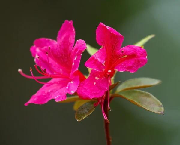 Yama tsutsuji, azálea japonesa, rododendro kaempferi — Fotografia de Stock