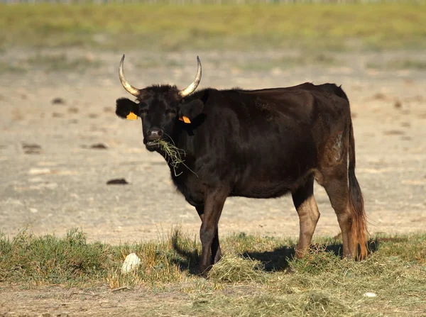 Корова Феликс, Камарг, Франция — стоковое фото