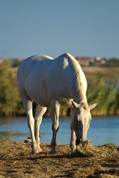 Caballo Camarga, Francia — Foto de Stock