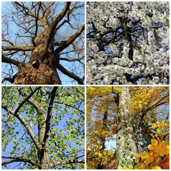 Reihe von vier Jahreszeiten Bäumen — Stockfoto