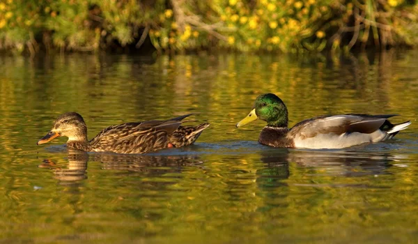 Casal de patos-reais ou silvestres, anas platyrhynchos — Fotografia de Stock