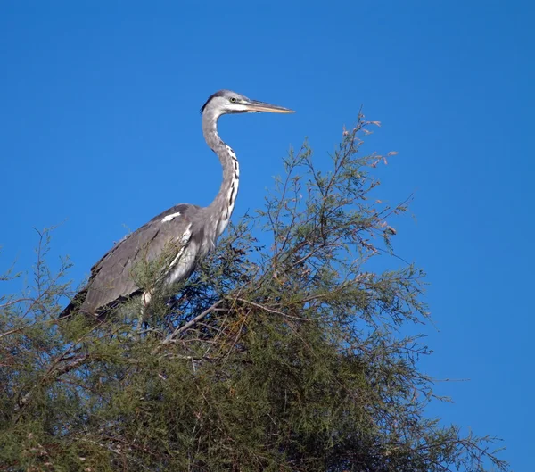 Garça cinzenta jovem, ardea cinerea — Fotografia de Stock