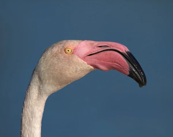 Phoenicopterus roseus, portrét, plameňák, Francie camargue — Stock fotografie