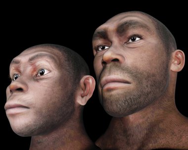 Male and female homo eretus - 3D render clipart