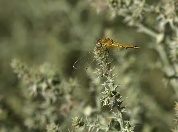 不成熟的红润镖，sympetrum 藻，在玛格，法国 — Stockfoto