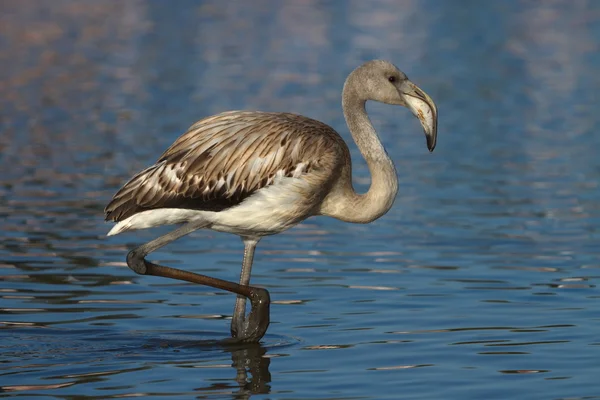 Junger großer Flamingo, phoenicopterus roseus, camargue, frankreich — Stockfoto