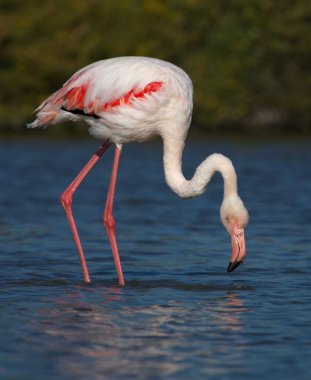 büyük flamingo, phoenicopterus çevresi camargue, Fransa