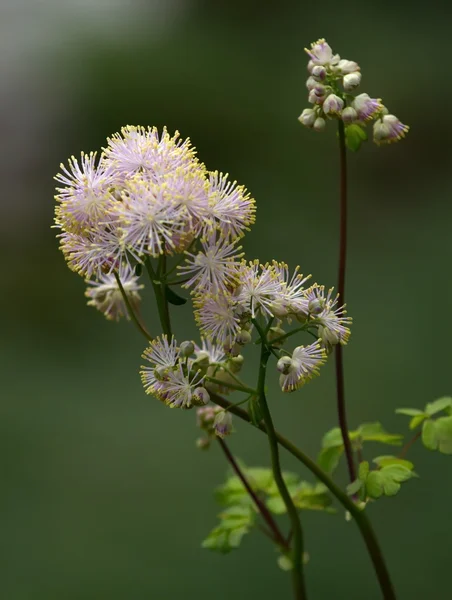 Große Wiesenraute, thalictrum aquilegiifolium — Stockfoto