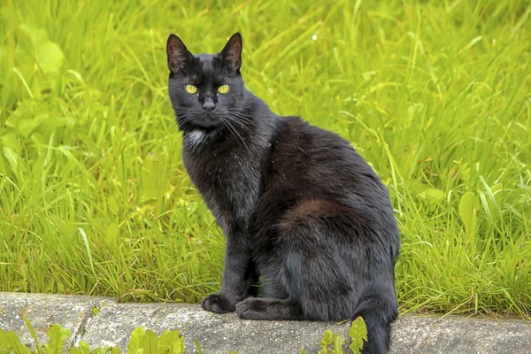 Svart katt sitter utomhus — Stockfoto