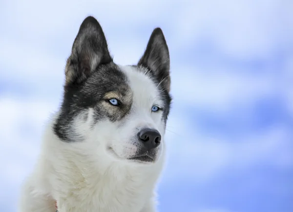 Husky psa portrét — Stock fotografie