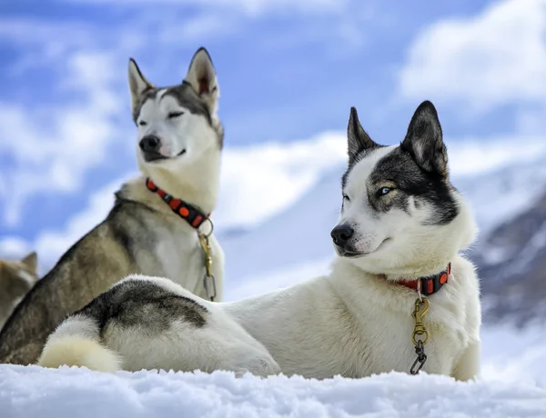 Husky köpekleri dinlenme — Stok fotoğraf