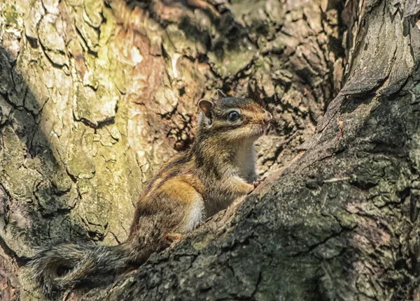 Écureuil tamias, eutamias sibiricus, sibérien ou commun — Photo