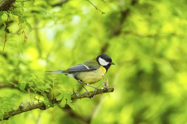 Grande teta, Parus Major — Fotografia de Stock