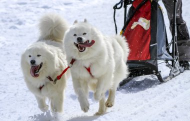 Kızak samoyed köpekleri hız yarış, Moss, İsviçre