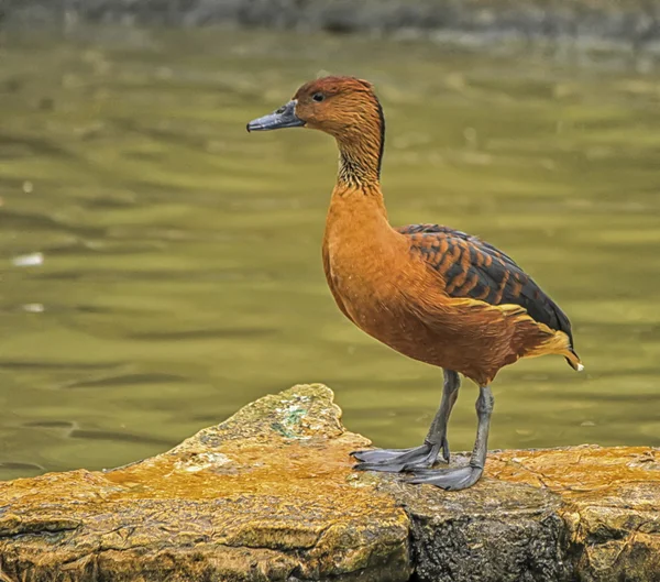 Fulvous 口笛またはツリー鴨、二色の dendrocygna — ストック写真