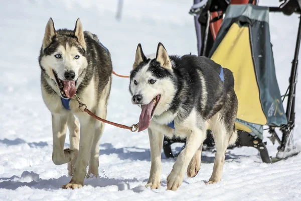 Slædehunde i speed racing, Moss, Schweiz - Stock-foto