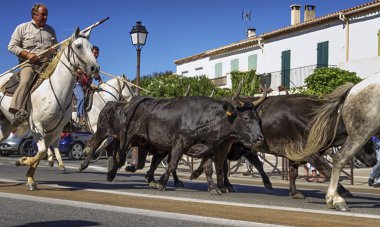 Gardians ata, Les Saintes-Maries-de-la-mer, Camargue, Fransa ile çerçeveli boğa çalıştıran