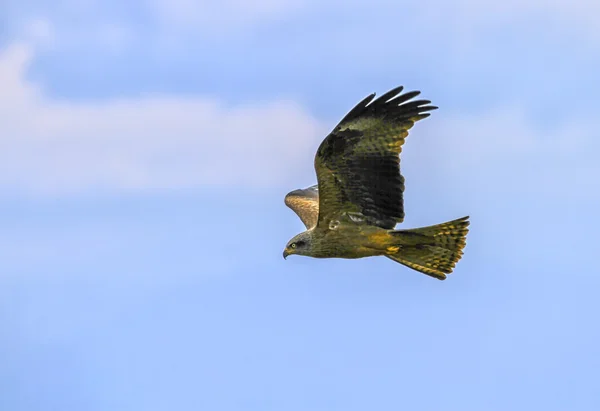 Common buzzard, buteo — Stock Photo, Image