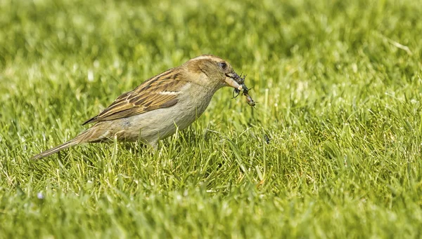 Mus eten een insect — Stockfoto