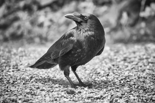 Vaak raaf, Corvus corax — Stockfoto