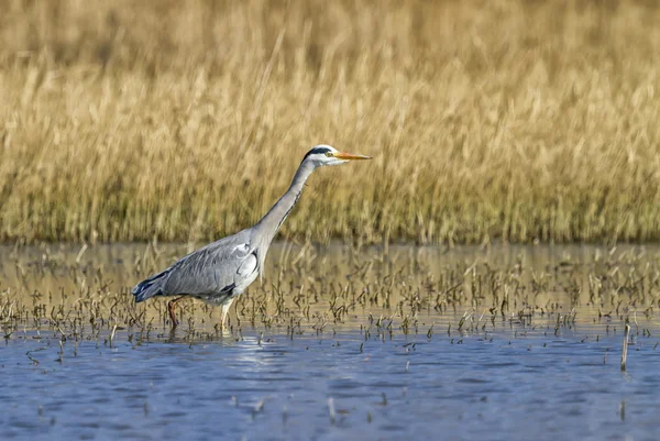 Серая цапля, ardea cinerea, в пруду — стоковое фото