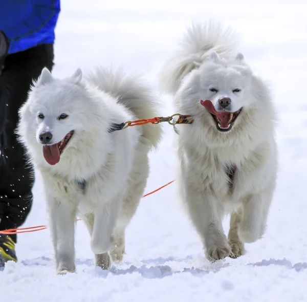 Kızak samoyed köpekleri hız yarış, Moss, İsviçre — Stok fotoğraf