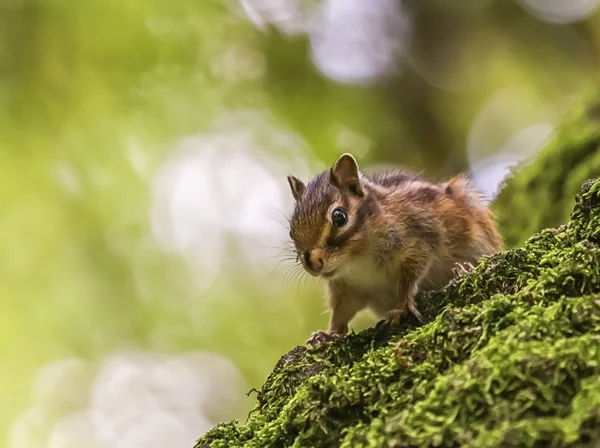 Szibériai vagy közös mókus mókus, eutamias sibiricus — Stock Fotó