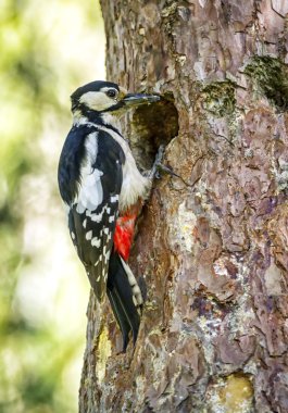 Hairy woodpecker, picoides villosus clipart
