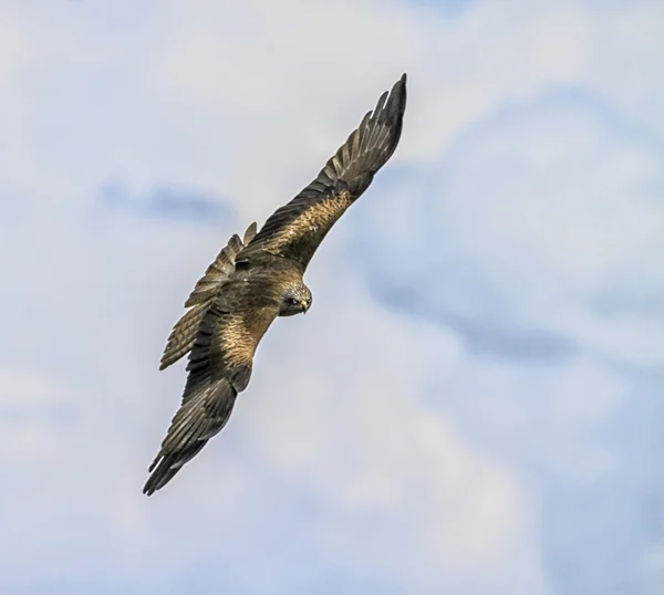 Buzzard comum, buteo — Fotografia de Stock