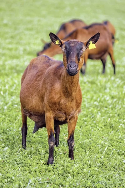 茶色のヤギ — ストック写真