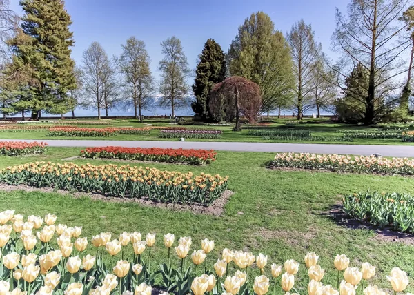 Festa da tulipa, Morges, Suíça — Fotografia de Stock