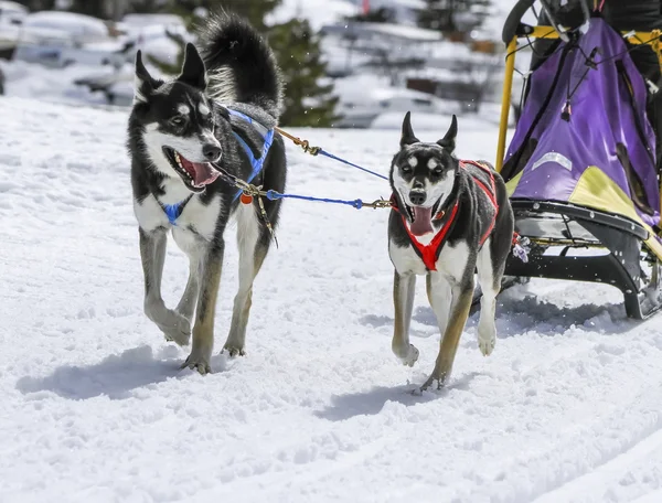 Sled dogs in speed racing, Moss, Switzerland — Stock Photo, Image