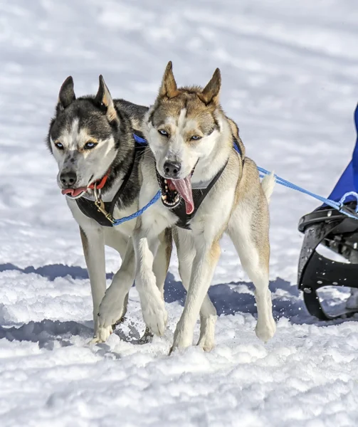 Sled dogs in speed racing, Moss, Switzerland — Stock Photo, Image