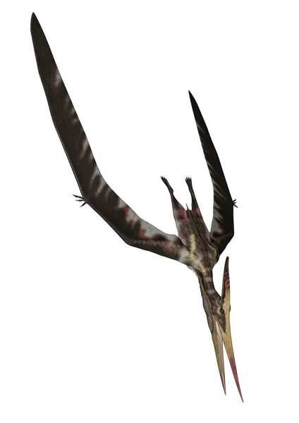 Pteranodon - 3d render dalış — Stok fotoğraf