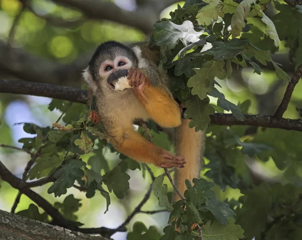 Common squirrel monkey, saimiri sciureus — Stock Photo, Image