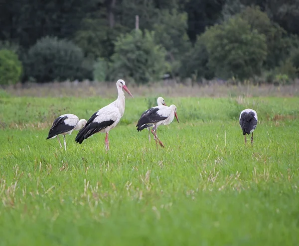Hvite storker, cikoni, på en eng. – stockfoto
