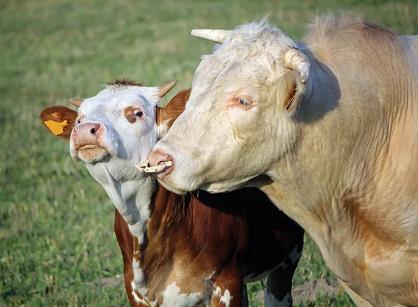 Портрет коровы и телёнка — стоковое фото