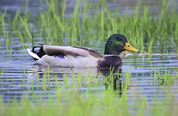 Anatra reale maschio galleggiante sull'acqua — Foto Stock