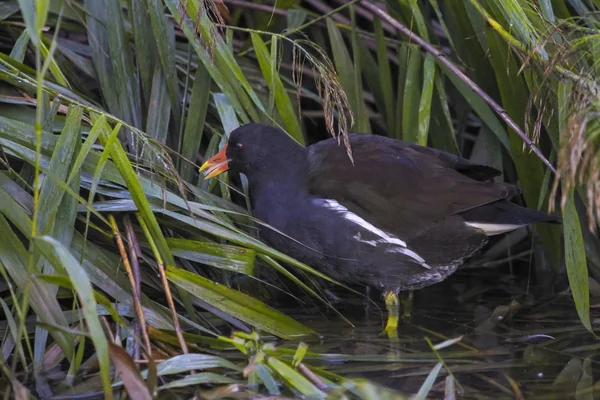 Moorhuhn, Gallinula chloropus — Stockfoto