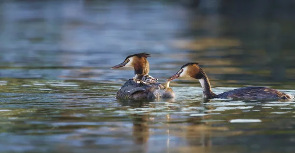 Dwuczuby, podiceps cristatus, kaczki i dziecko — Zdjęcie stockowe