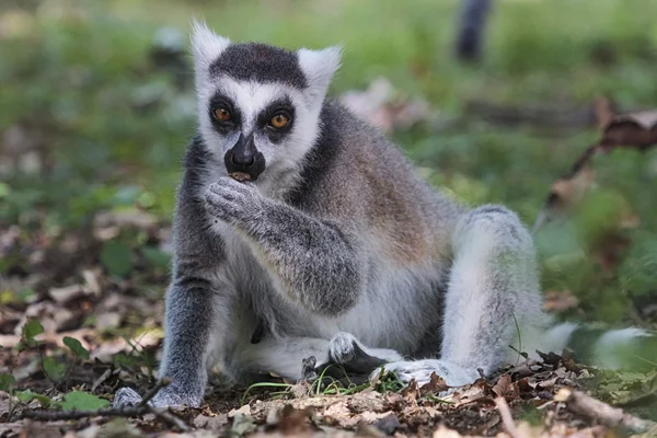 Ring-tailed lemur, lemur catta, eating — Stock Photo, Image