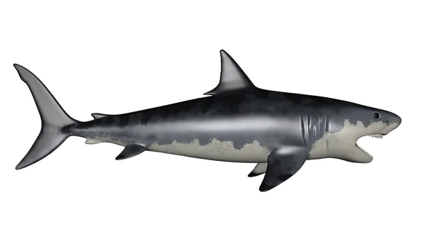 Megalodon dinozaur - 3d render — Zdjęcie stockowe