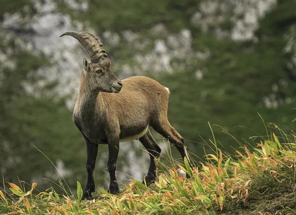 Erkek vahşi alp, kapra dağ keçisi veya steinbock. — Stok fotoğraf