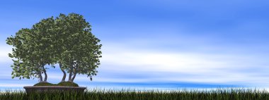 Avrupa kayın ağacı bonsai - 3d render
