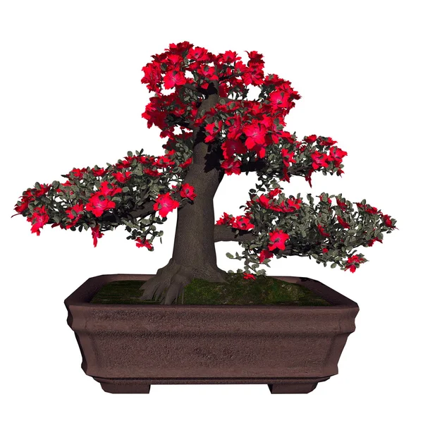 Azalky Satsuki strom bonsai - 3d vykreslení — Stock fotografie